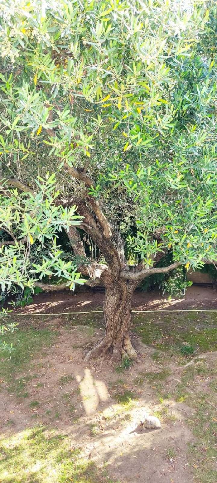 Dimos Bungalows PalaiónTsiflíkion المظهر الخارجي الصورة